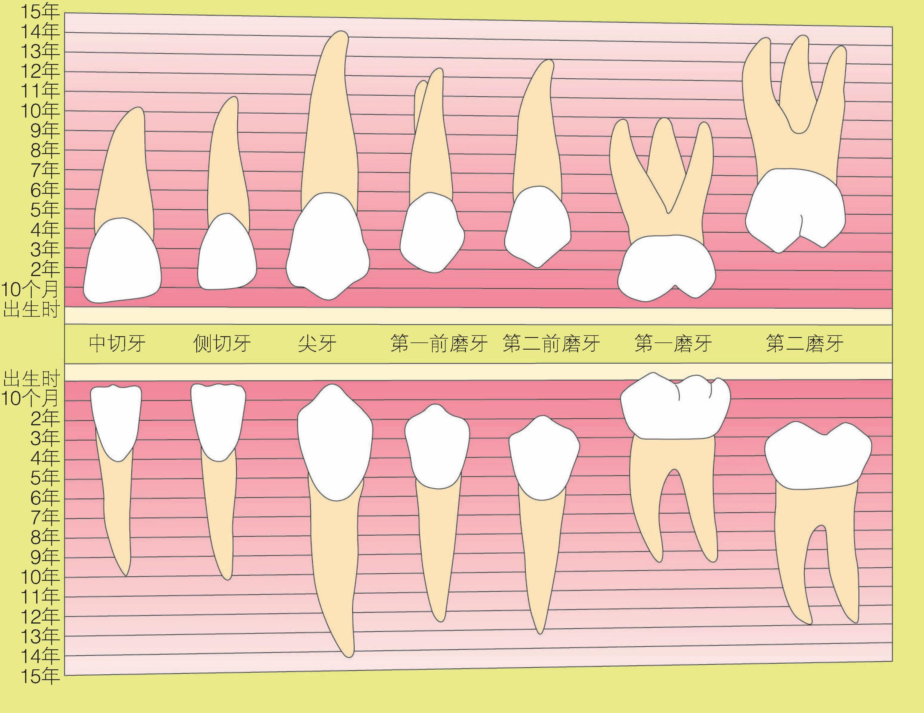 1) 需要长时间的恒牙发育期